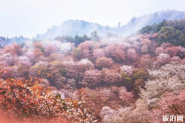 2020日本櫻花開放時刻表 日本櫻花從哪里開始開