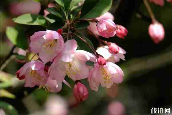 四月鄭州賞花去哪里 四月鄭州賞花去哪里
