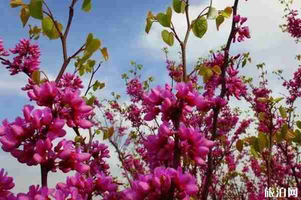 四月鄭州賞花去哪里 四月鄭州賞花去哪里