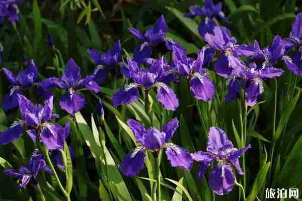 四月鄭州賞花去哪里 四月鄭州賞花去哪里