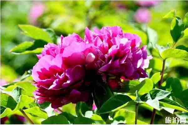 四月鄭州賞花去哪里 四月鄭州賞花去哪里