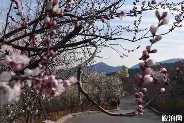 2020千佛山風景區開放了嗎和賞花地點 2020千佛山風景區開放了嗎和賞花地點