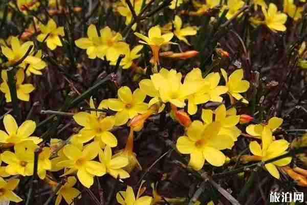 2020千佛山風景區開放了嗎和賞花地點 2020千佛山風景區開放了嗎和賞花地點