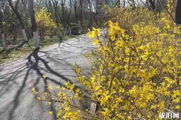 2020千佛山風景區開放了嗎和賞花地點 2020千佛山風景區開放了嗎和賞花地點