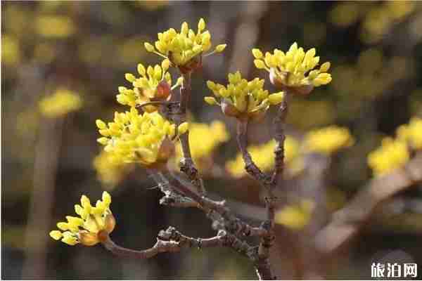 2020千佛山風景區開放了嗎和賞花地點 2020千佛山風景區開放了嗎和賞花地點