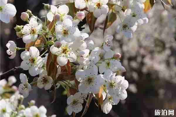 2020千佛山風景區開放了嗎和賞花地點 2020千佛山風景區開放了嗎和賞花地點