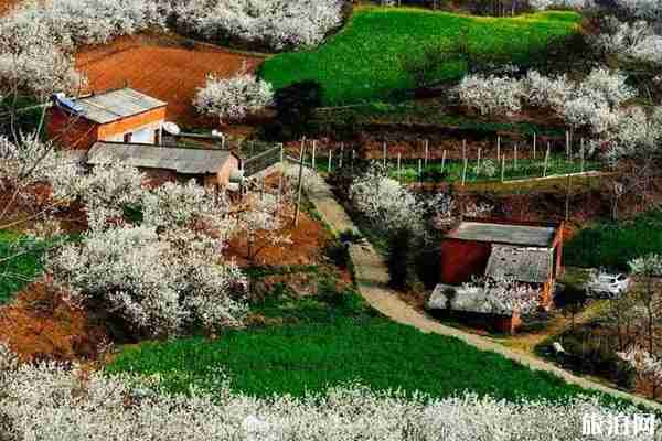 南漳樱花谷具体在哪里 赏花指南