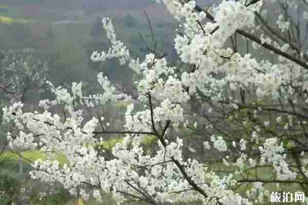 哪里的梨花最好看 梨花观赏地推荐