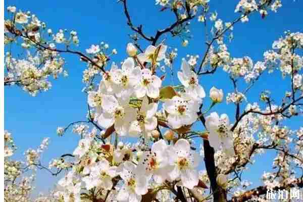 哪里的梨花最好看 梨花观赏地推荐