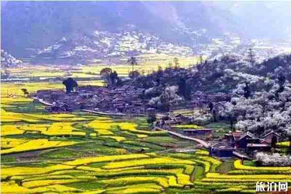 哪里的梨花最好看 梨花观赏地推荐