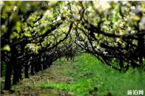 哪里的梨花最好看 梨花观赏地推荐