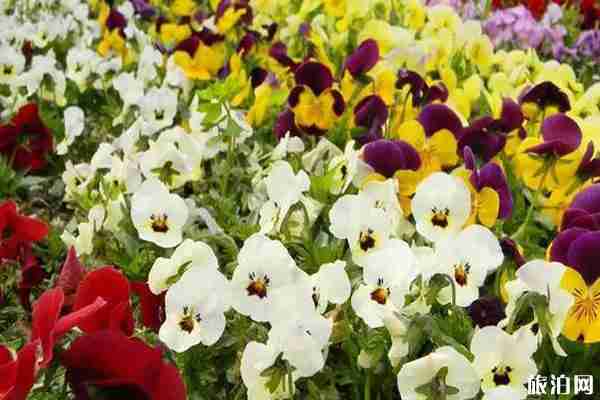 春季贛州賞花景點(diǎn)介紹 春季贛州賞花景點(diǎn)介紹