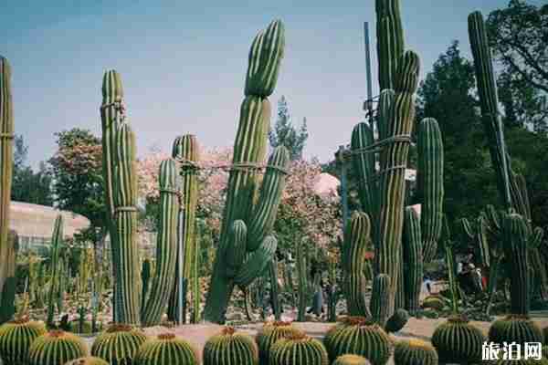 2020全國(guó)各地最佳旅游時(shí)間表 現(xiàn)在去哪旅游最合適