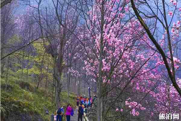 2020九皇山門票免費政策和游玩攻略