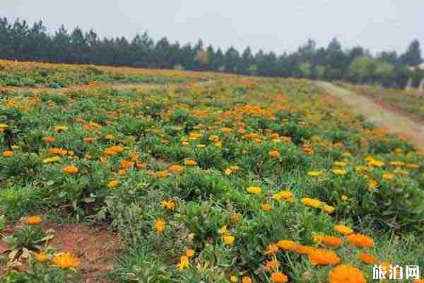 湖南永州植物园恢复开园 郁金香花开时间