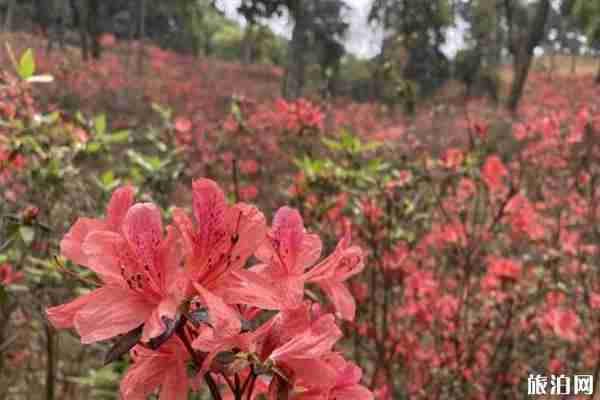 西樵山開放時間2020和門票優惠政策 西樵山開放時間2020和門票優惠政策