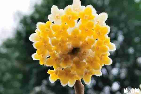 三月咸陽賞花的地方有哪些 三月咸陽賞花的地方有哪些