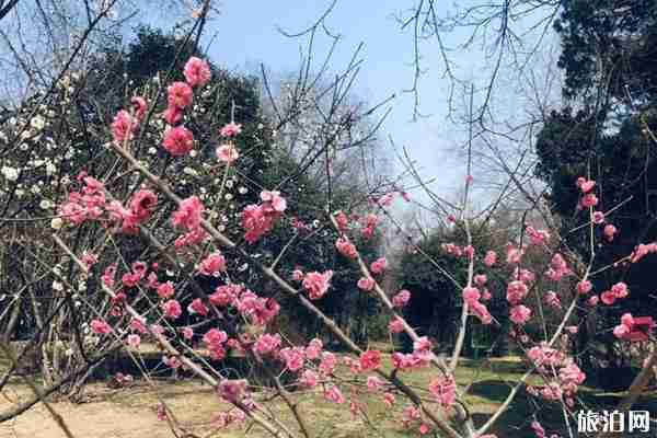 三月咸陽賞花的地方有哪些 三月咸陽賞花的地方有哪些