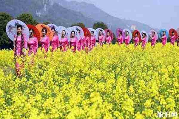 獅子峰油菜花開了嗎 梅嶺獅子峰停車方便嗎