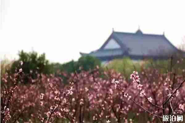 春季嘉興賞花最佳地點推薦