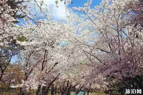春季嘉興賞花最佳地點推薦