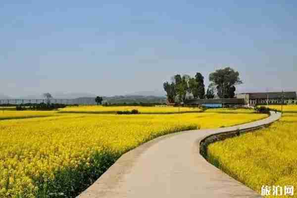 春季嘉興賞花最佳地點推薦