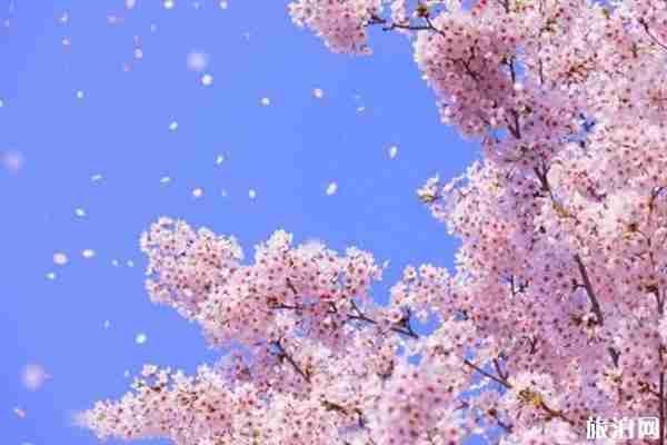 2020年3月日本東京活動(dòng)匯總-時(shí)間地點(diǎn)及門票 2020年3月日本東京活動(dòng)匯總-時(shí)間地點(diǎn)及門票