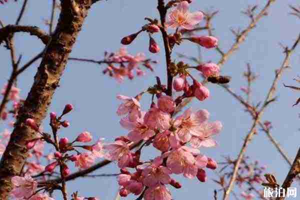 汕頭丹櫻生態園門票優惠措施多少 2月份恢復開放2020