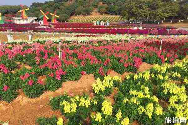 東莞夢幻百花洲地址 賞花時間