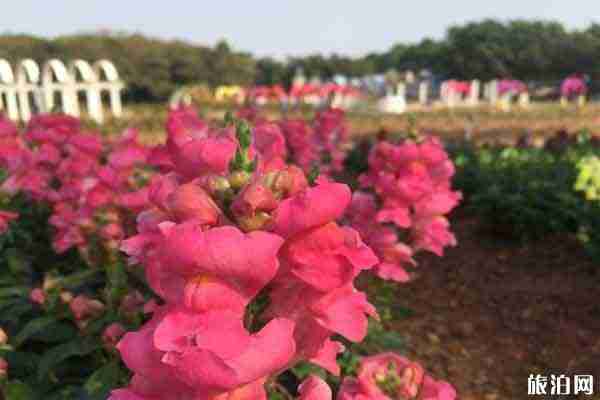 東莞夢幻百花洲地址 賞花時間