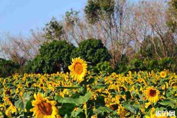 東莞夢幻百花洲地址 賞花時間