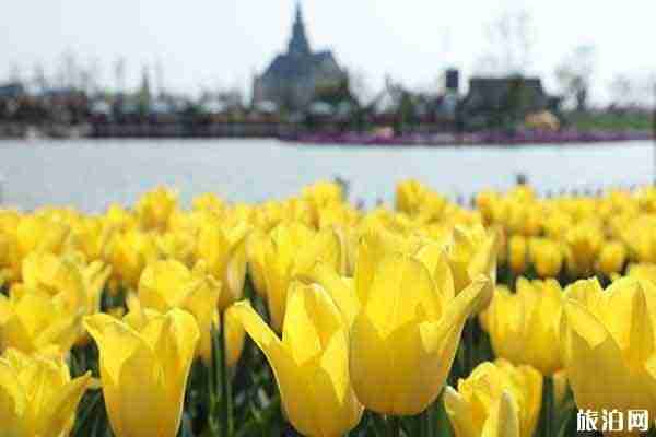大豐荷花花海郁金香花期持續(xù)時(shí)間