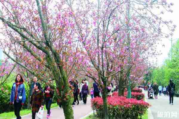 成都鳳凰湖櫻花觀賞 收費嗎-預約入園