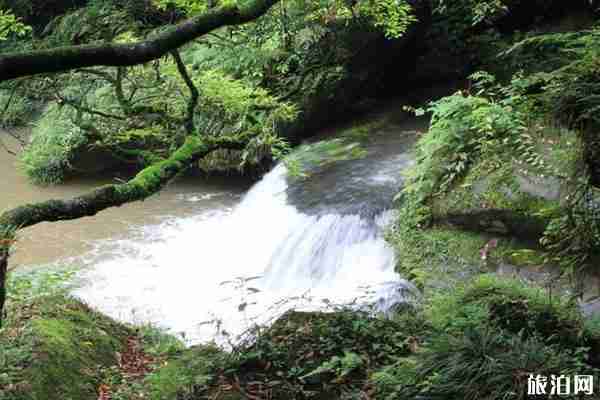 2020碧峰峽景區開放了嗎 景區特色