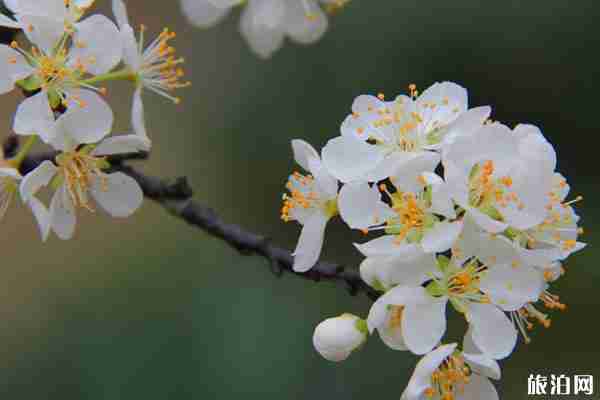 上海梨花什么時候開 去哪觀賞最好