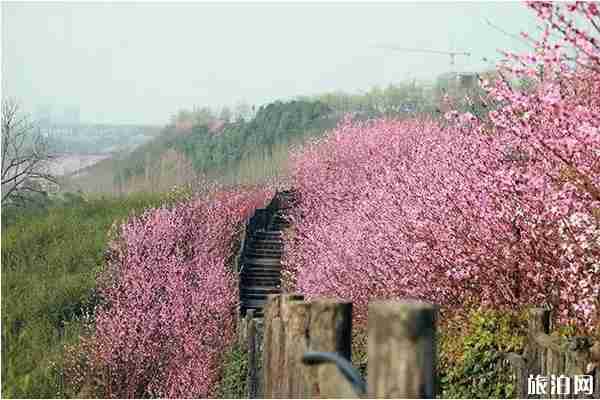 重慶哪里看桃花最好