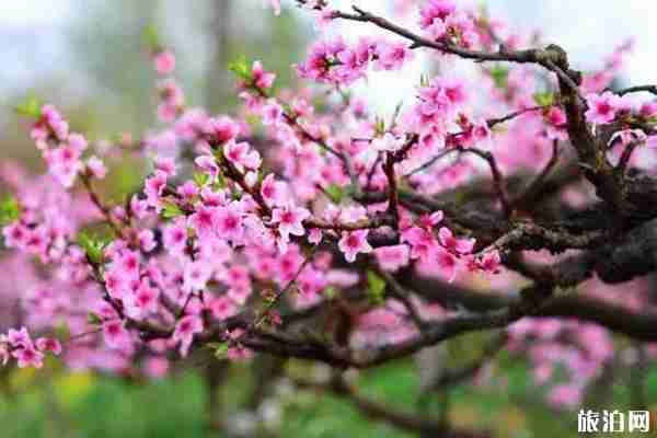 重慶哪里看桃花最好