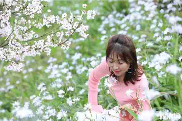 瀘州丹林櫻花谷門票價格 瀘州丹林櫻花谷門票價格