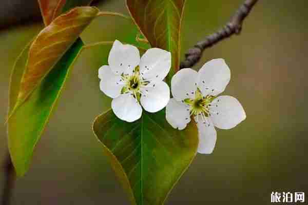 北京梨花什么時候開 去哪看最好