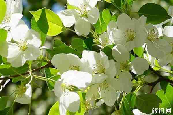 北京梨花什么時候開 去哪看最好