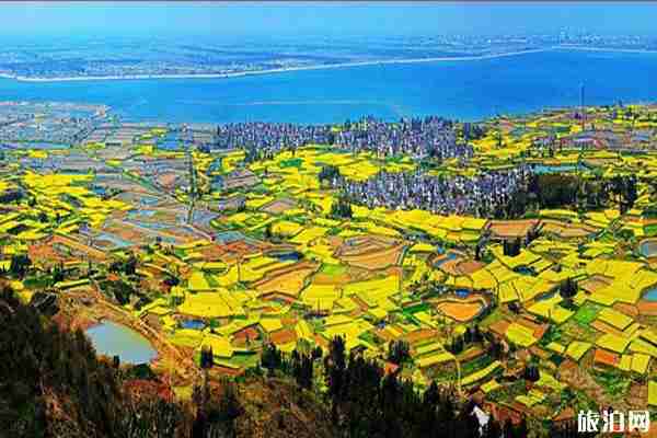 2020高淳国际慢城金花节门票预约和时间和线上观看信息 2020高淳国际慢城金花节门票预约和时间和线上观看信息