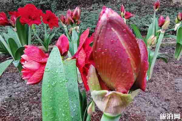 成都植物园疫情期间开放时间 入园指南-预约 成都植物园疫情期间开放时间 入园指南-预约