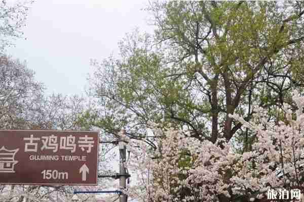 2020南京鸡鸣寺樱花开放时间 附预约观赏指南 2020南京鸡鸣寺樱花开放时间 附预约观赏指南