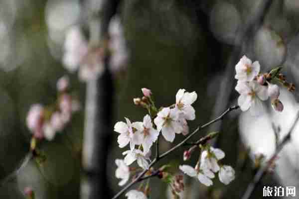 2020南京鸡鸣寺樱花开放时间 附预约观赏指南 2020南京鸡鸣寺樱花开放时间 附预约观赏指南