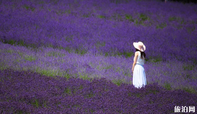 夏天去日本哪里旅游好 日本夏季赏花时间