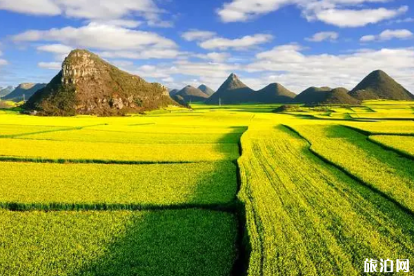 国内赏花的好去处-最佳观赏时间及位置