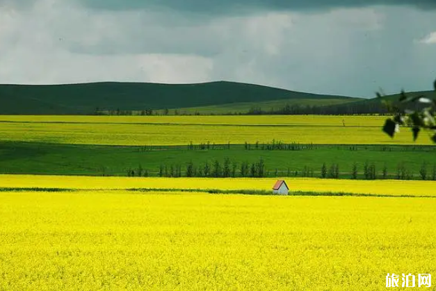 国内赏花的好去处-最佳观赏时间及位置