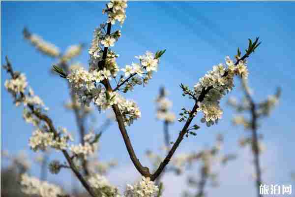 北碚澄江镇铁厂沟李花什么时候开