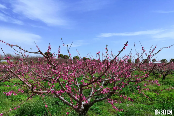 上海发布预约景点 上海开放景点怎么预约