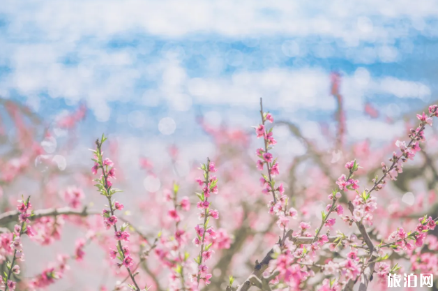 天津水西公园现在开放吗2020 天津新开放公园 天津水西公园现在开放吗2020 天津新开放公园